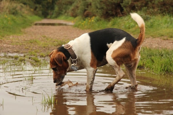 Dog drinks from puddle