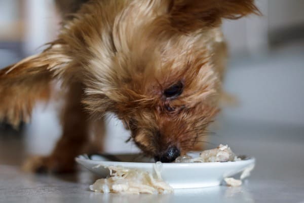 Dog eating wet food