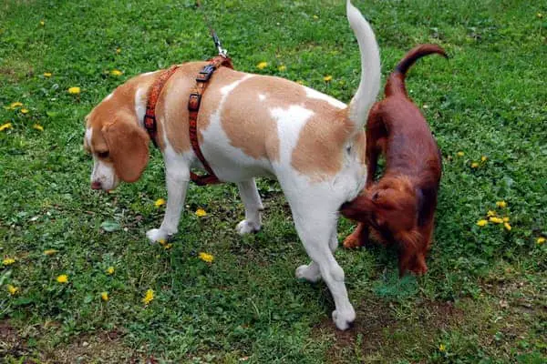 Dog sniff other dog's butt
