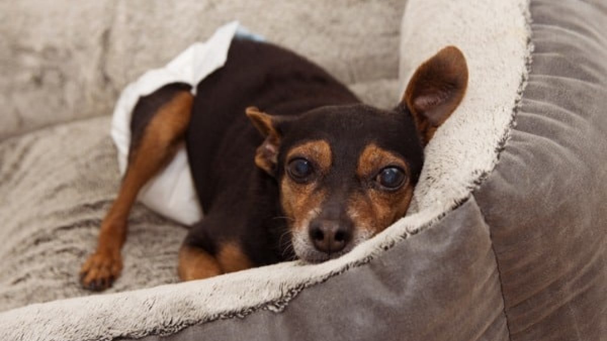 Best Treatments For Urine Scald In Dogs You Need This Petdt