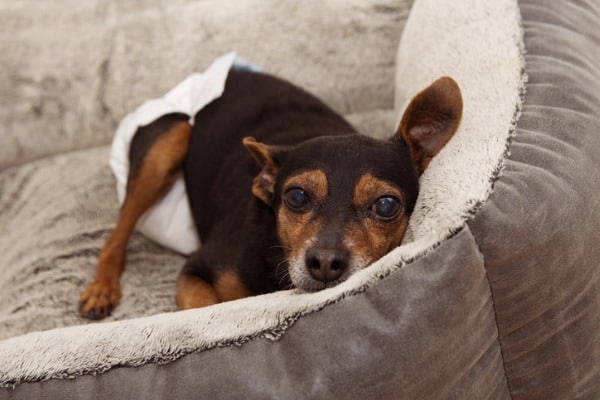 Dog wearing diaper with urine scald