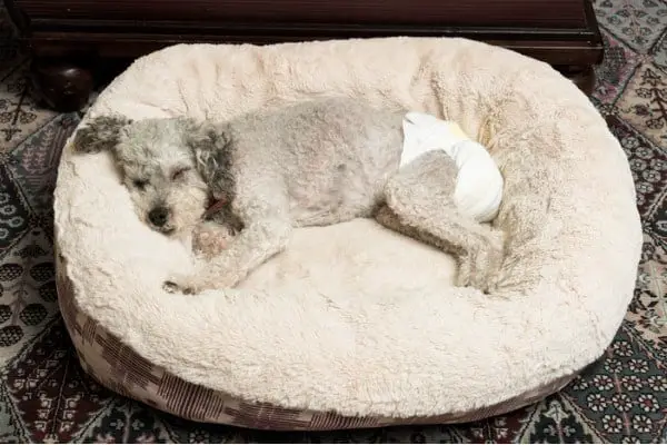 Elder dog wearing diaper