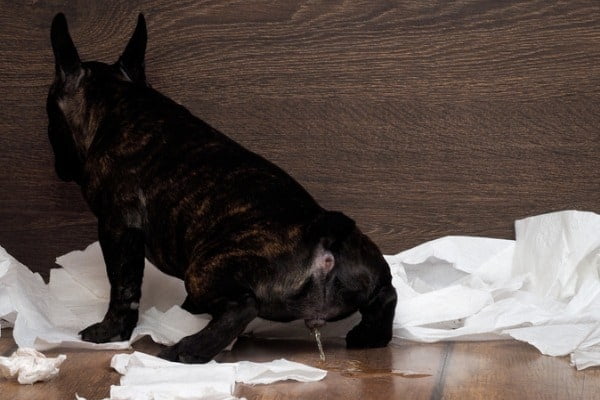 dog-leaking-urine-when-lying-down-7-causes-and-what-to-do