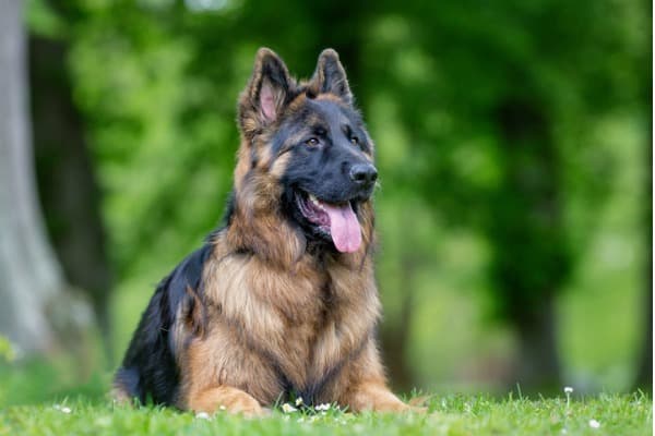 German shepherd dog