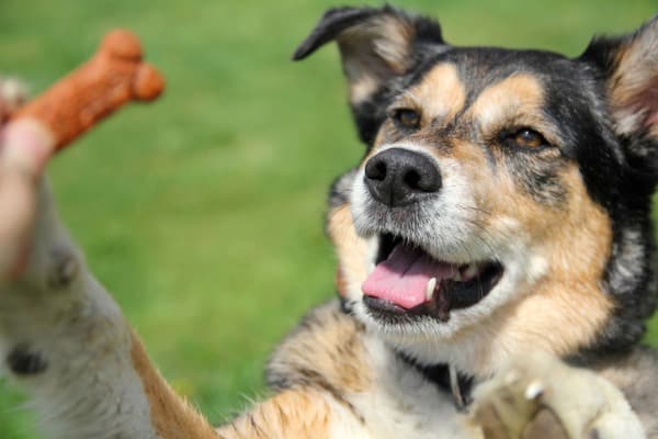 boxer with german shepherd