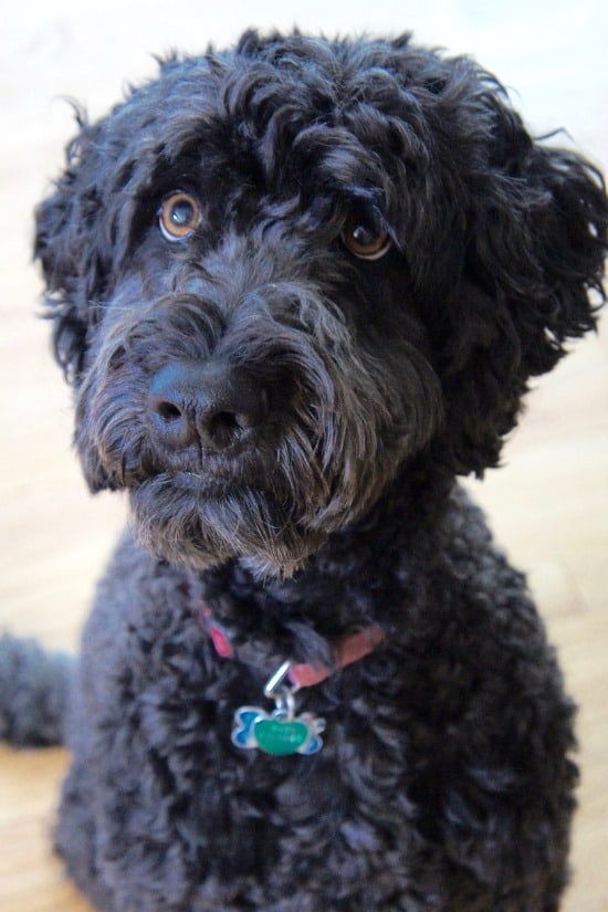 I want a poodle terrier mix