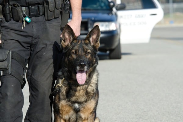 Military german shepherd dog