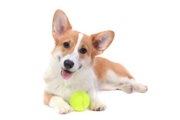 Pembroke welsh corgi