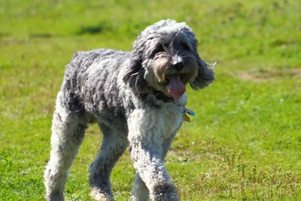 Poodle shepherd mix with blue heeler