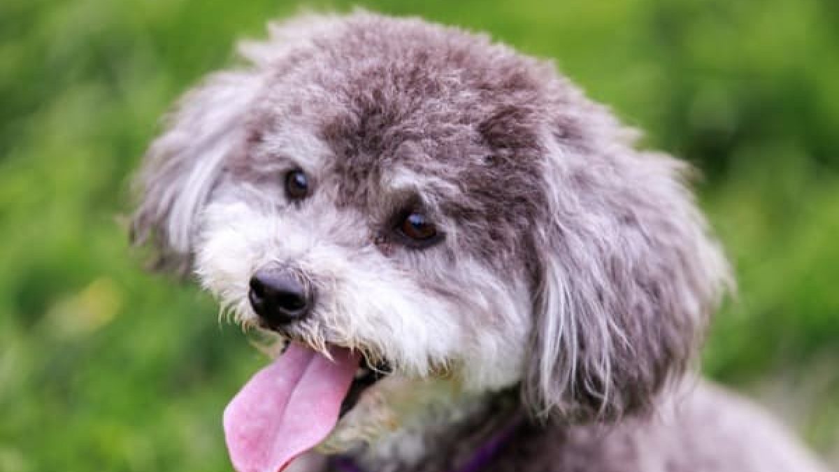 terrier poodle mix black and white