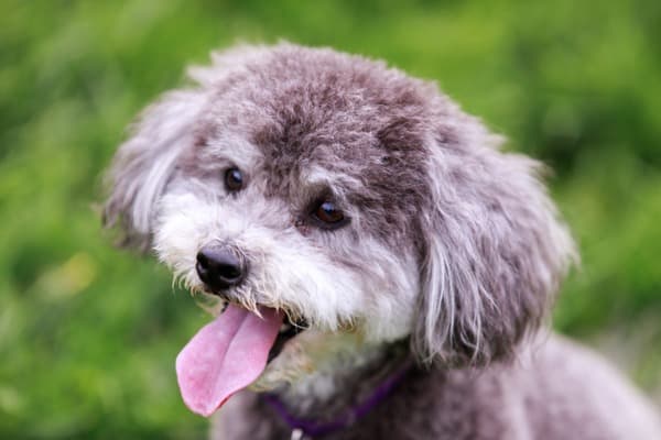 Poodle terrier mix