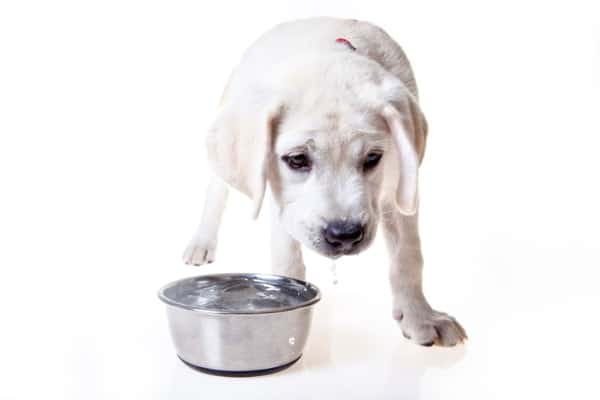 Puppy drinking water