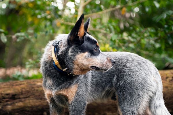 Queensland heeler