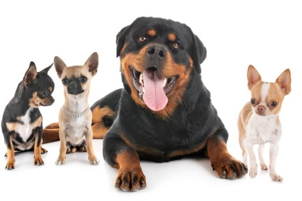 Rottweiler Chihuahua Mix 11 Things to Know Before You Get