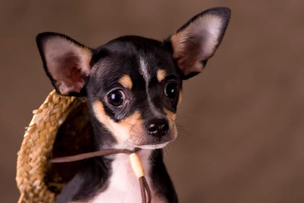 Rottweiler and chihuahua mix breed