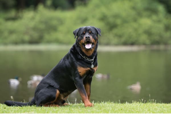 Rottweiler dog