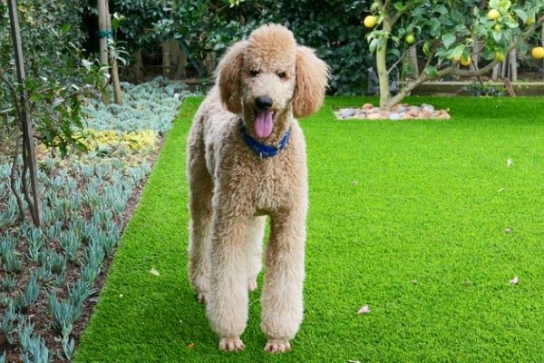 Standard poodle