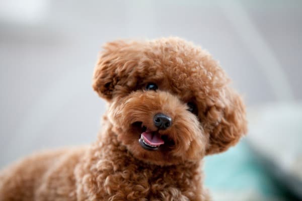 Toy poodle