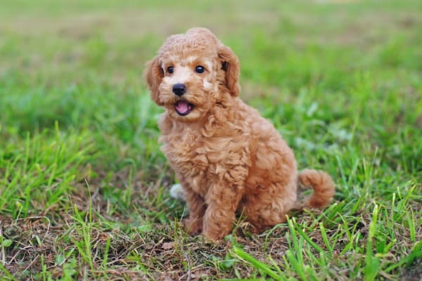 blue heeler toy poodle mix