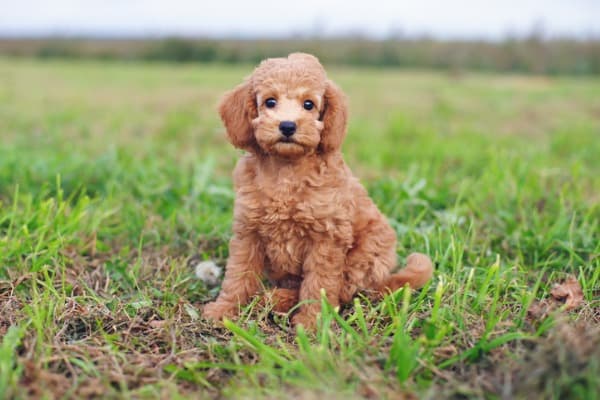 Toy poodle