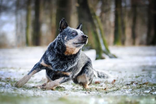 Training a blue heeler mix