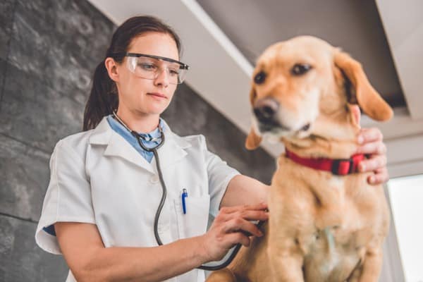 Veterinarian examined dog