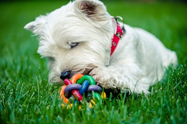 West highland terriers