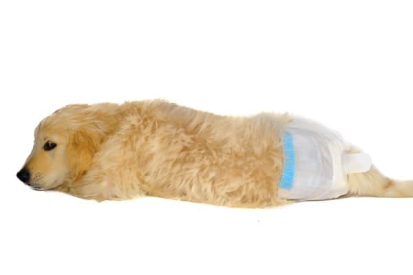 how do you treat scalded urine in dogs