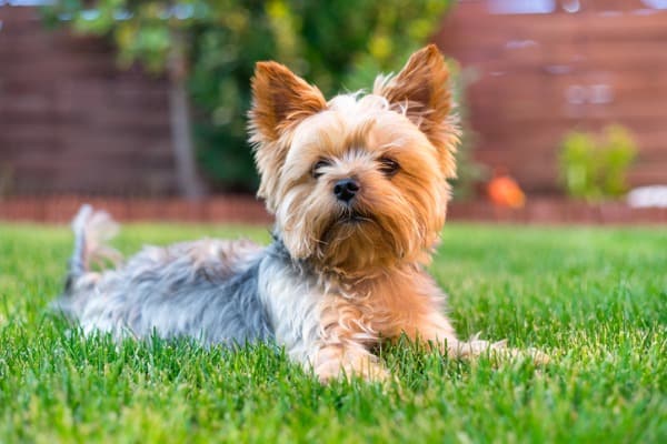 Yorkshire terriers