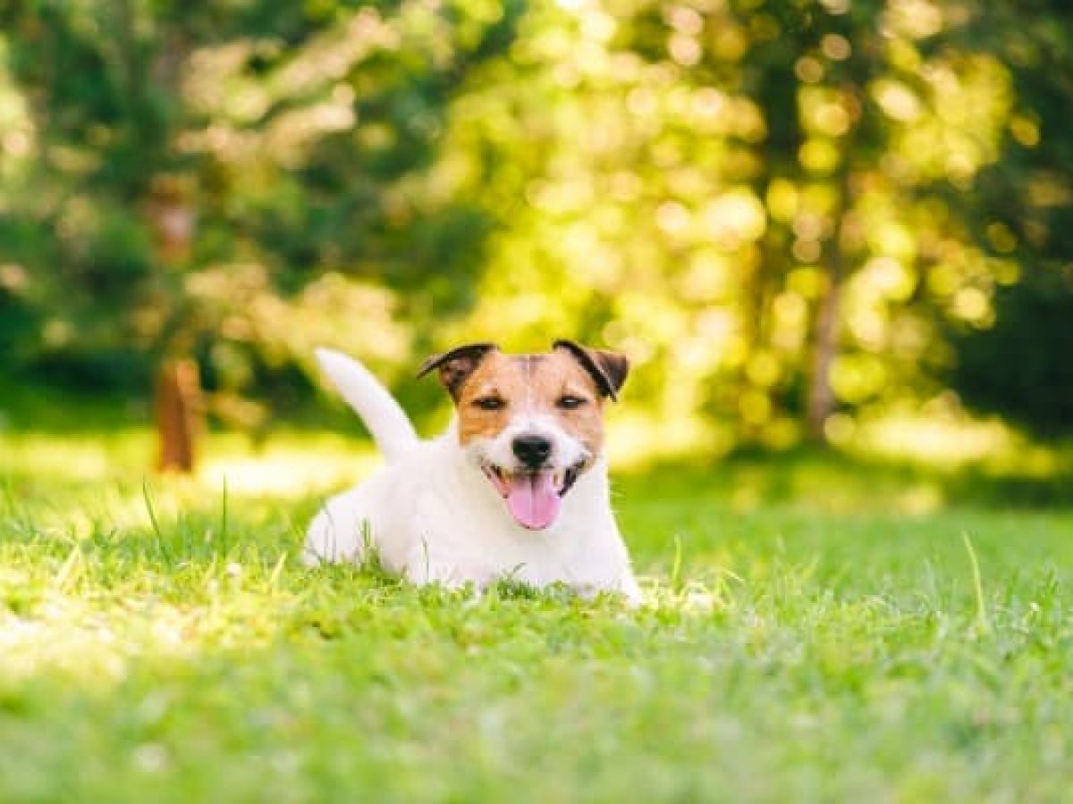 How To Make A Dog Yard Smell Better