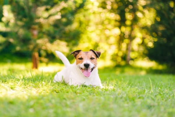 Cleaning backyard from dog urine smell