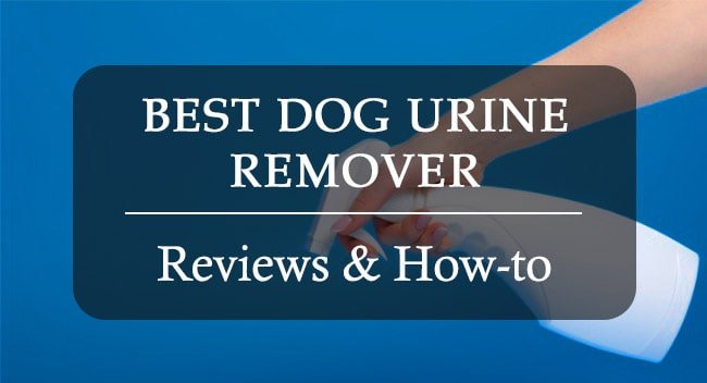 Best dog urine remover
