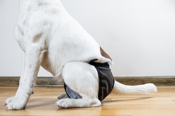 Diaper for male dog