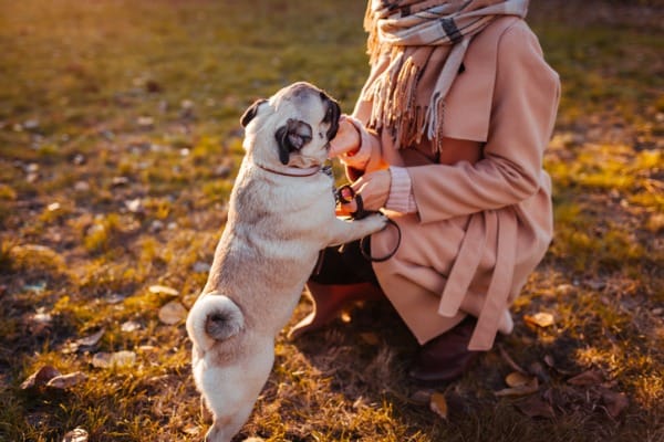 what does it mean when your dog stands over you