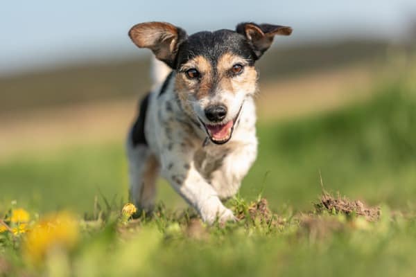 Dog exposed to hot weather heating up outer ears