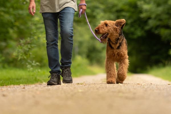 Dog handler