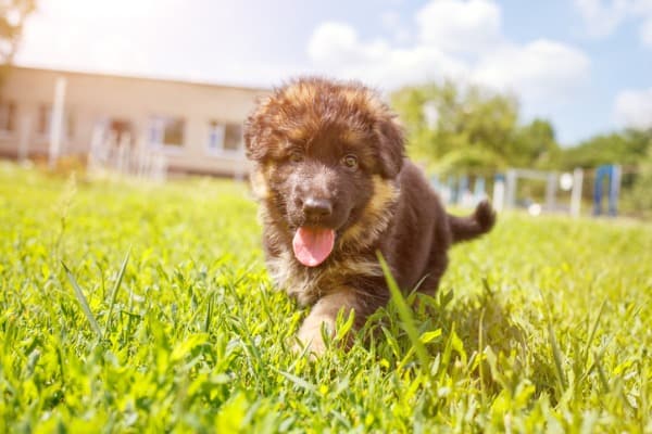 dog lawn