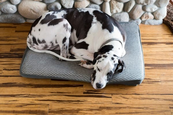 Bamboo floor and dog urine