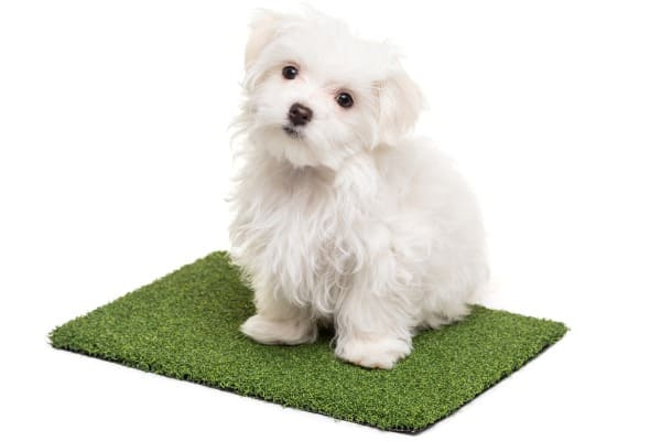 dog sitting on artificial turf pad