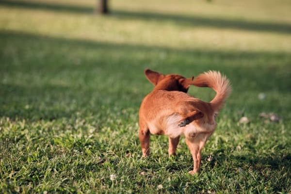 dog pee in the backyard