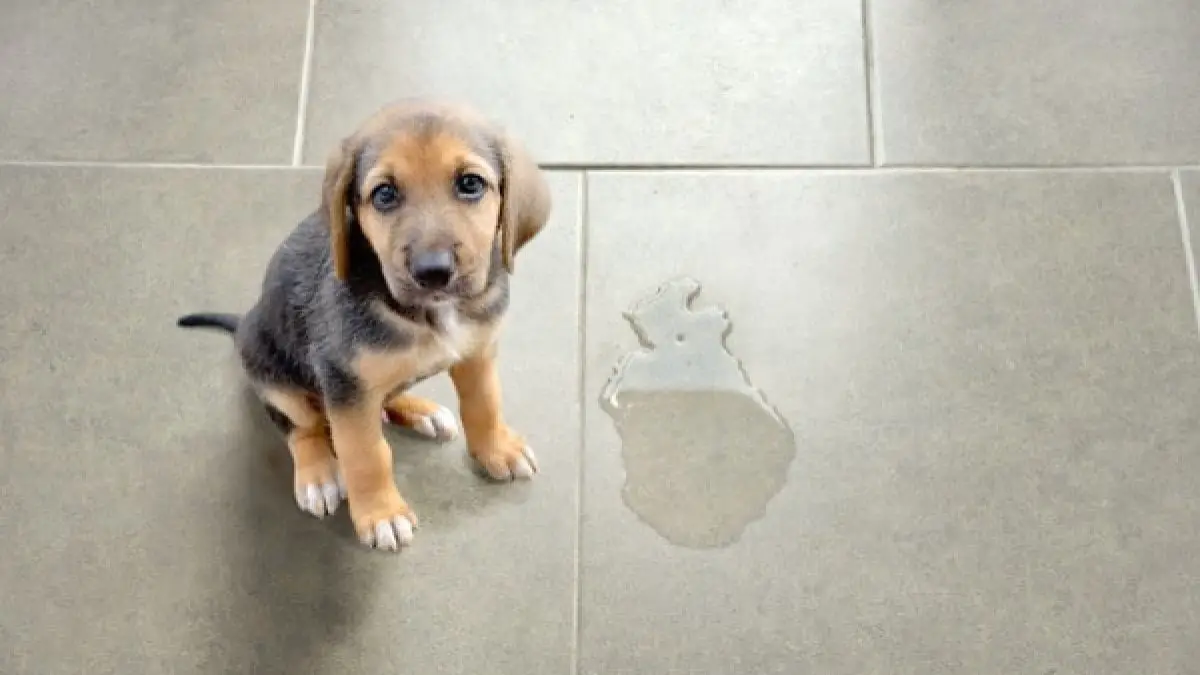 Remove Dog Urine Odor From Tile Floors, How To Get Rid Of Dog Urine On Tile Floor