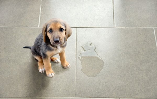 Cleaning dog urine from tile floors
