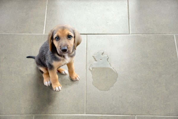 dog peeing on pillows