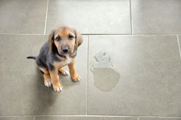 Dog peed on tile floor