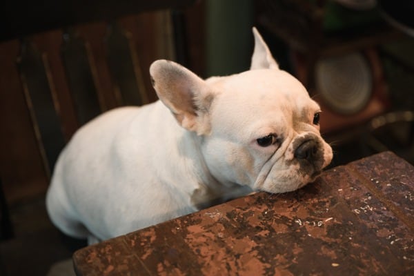 dog peed wood chair