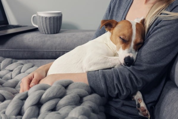 Dog sleeping on owner