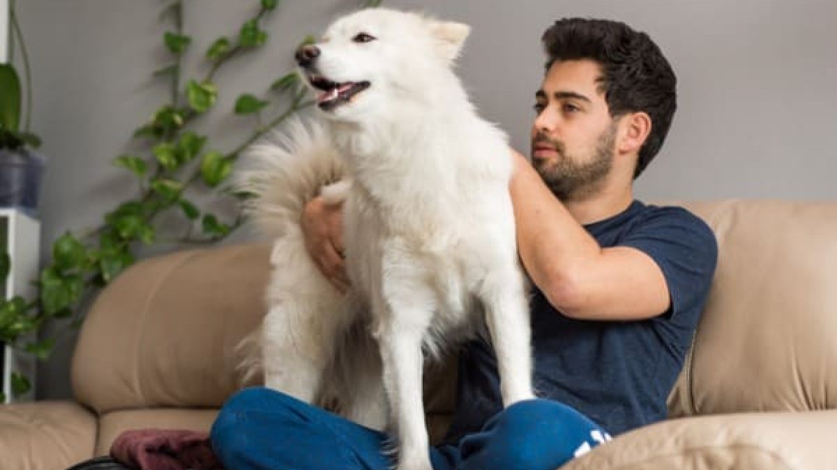 Why Do Dogs Try To Stand Over You