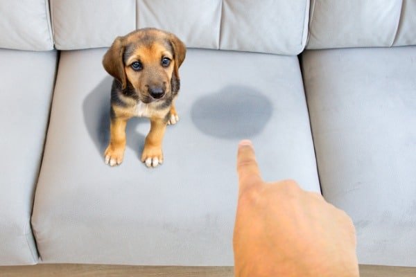 How to remove dog urine from couch