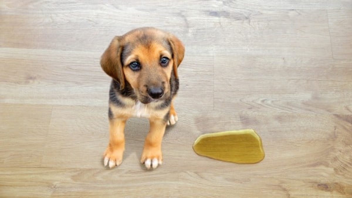 Dog Urine Soaked Into Hardwood Floor Here S What To Do Dog Urine Soaked Into Hardwood Floor, Does Dog Urine Ruin Tile Floors