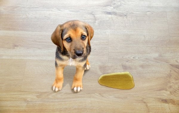 Dog urine on hardwood floor
